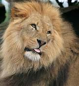 lion