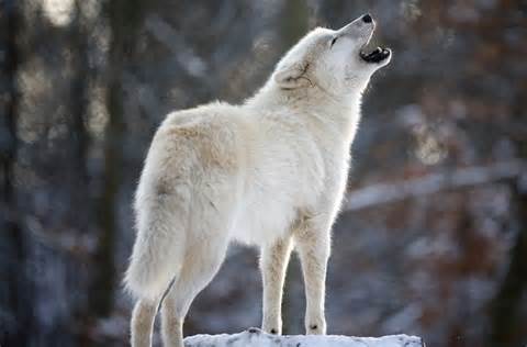 wolf