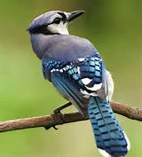 bird.jpeg
