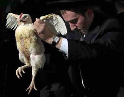 chicken-religion-yom-kippur-kapparot